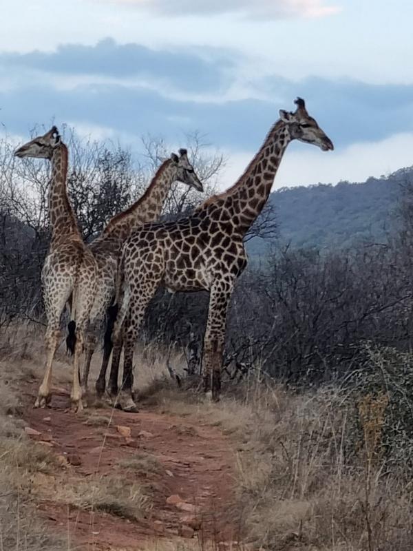 4 Bedroom Property for Sale in Vredefort Free State